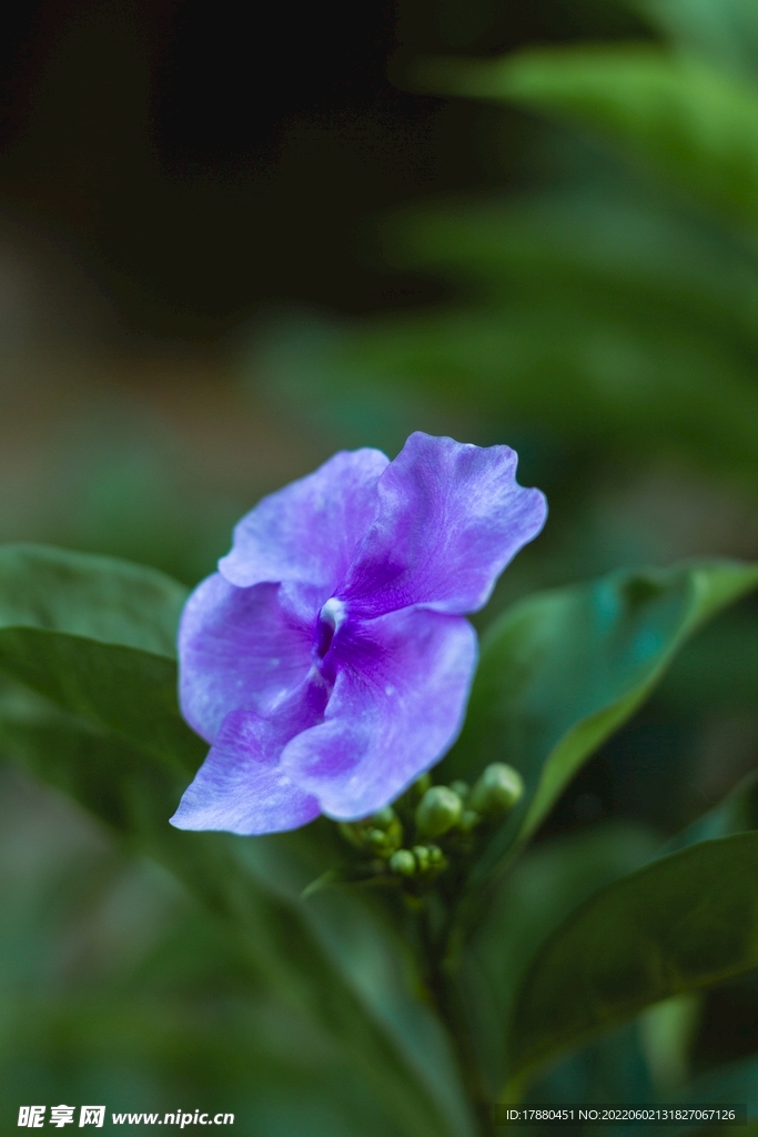 鸳鸯茉莉花