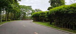 公路树木