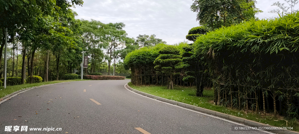 公路树木