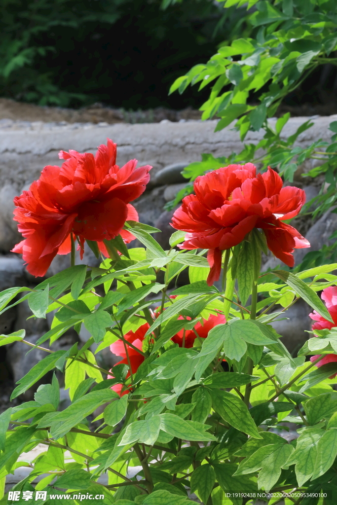 牡丹花
