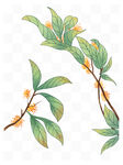 桂花手绘