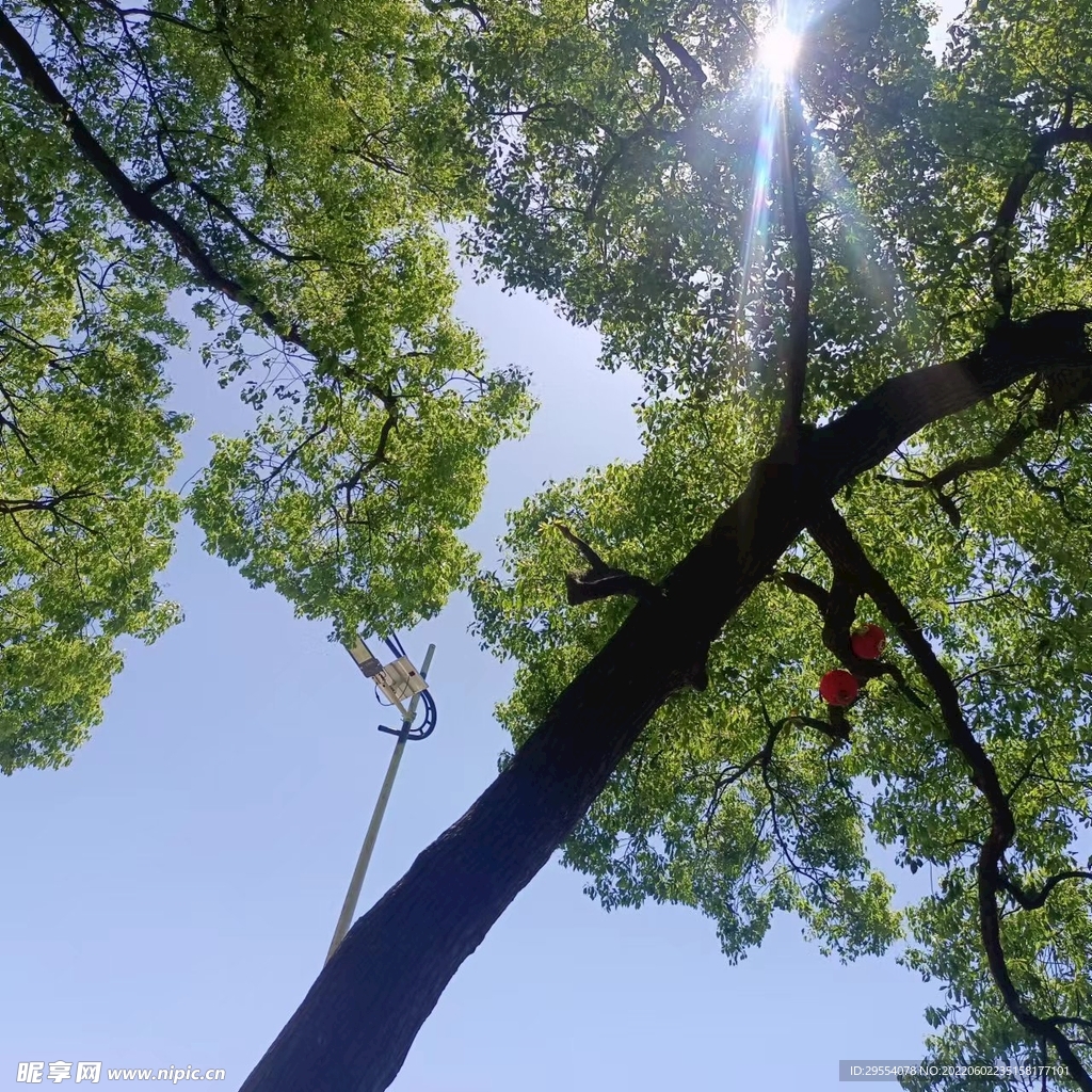 大树
