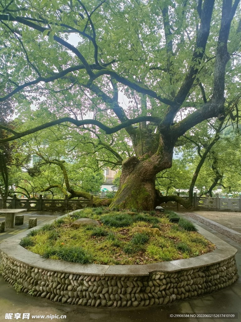 半千香樟