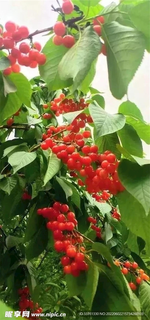 国产樱桃
