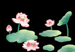 荷花荷叶免抠