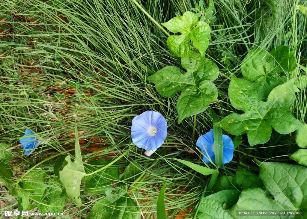  牵牛花