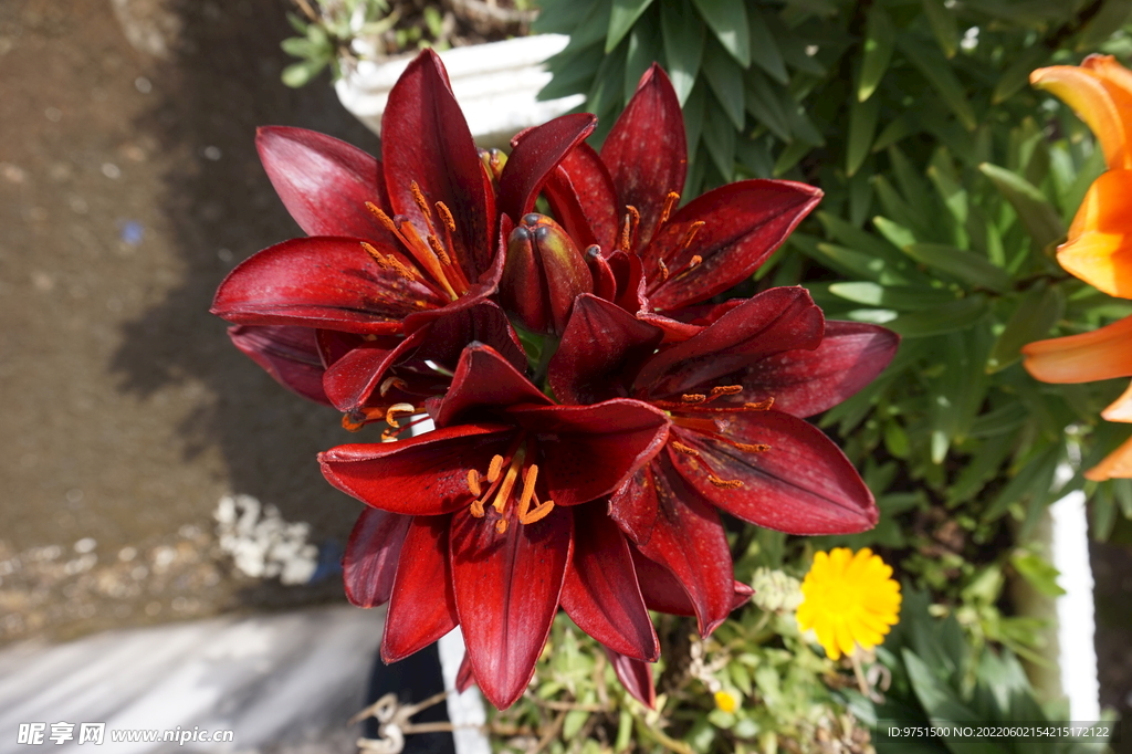 百合