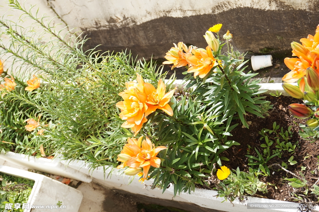 百合花
