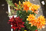百合花