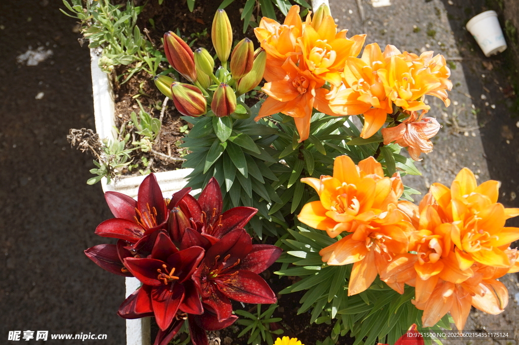 百合花
