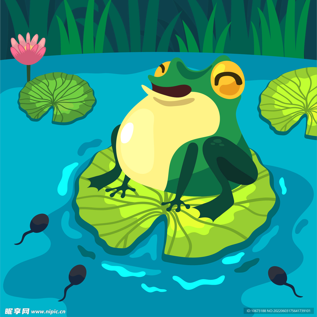 青蛙 