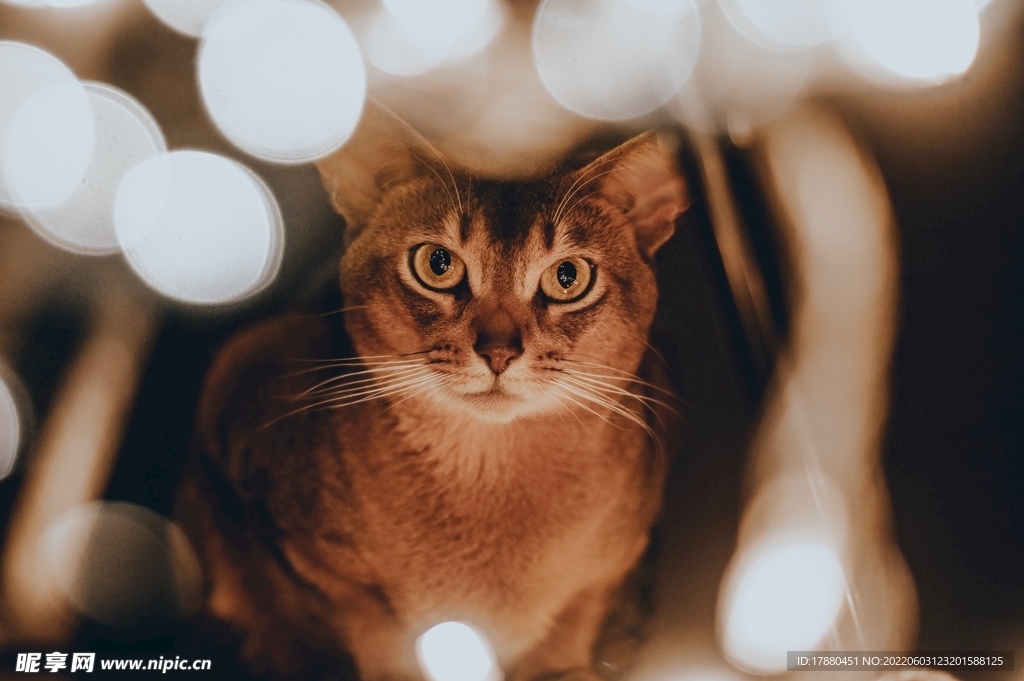 猫