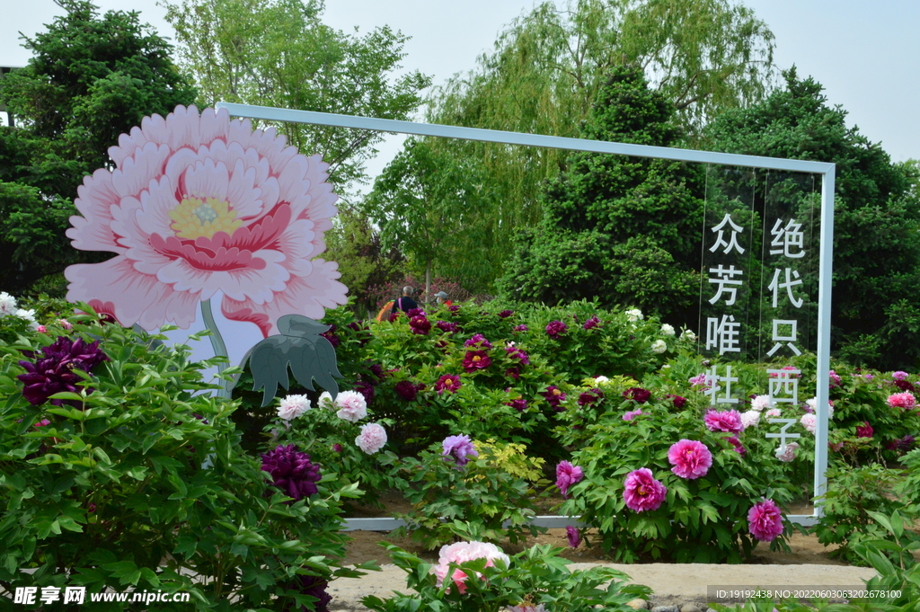 牡丹花