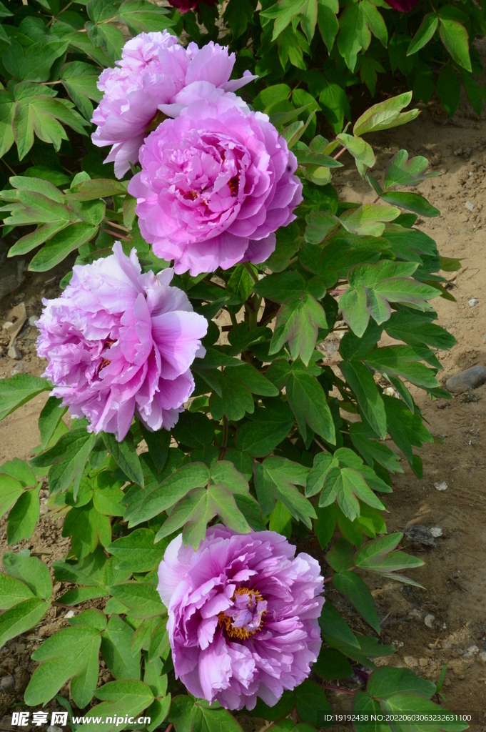 牡丹花