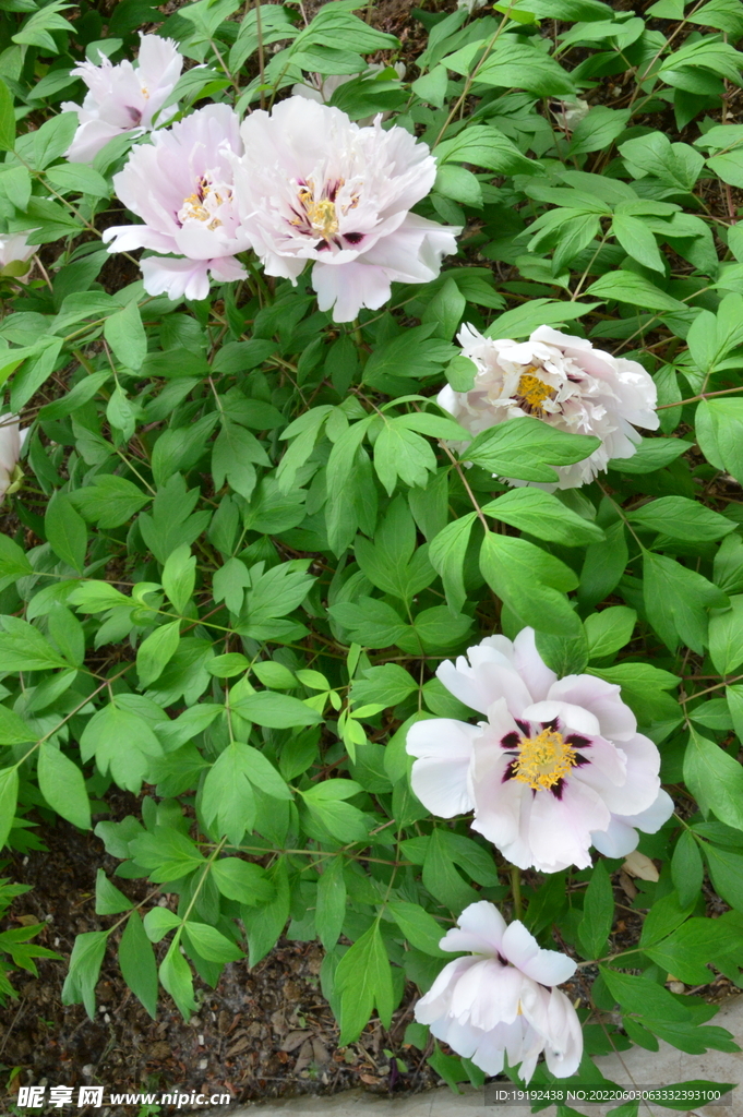 牡丹花