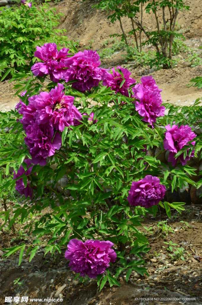 牡丹花