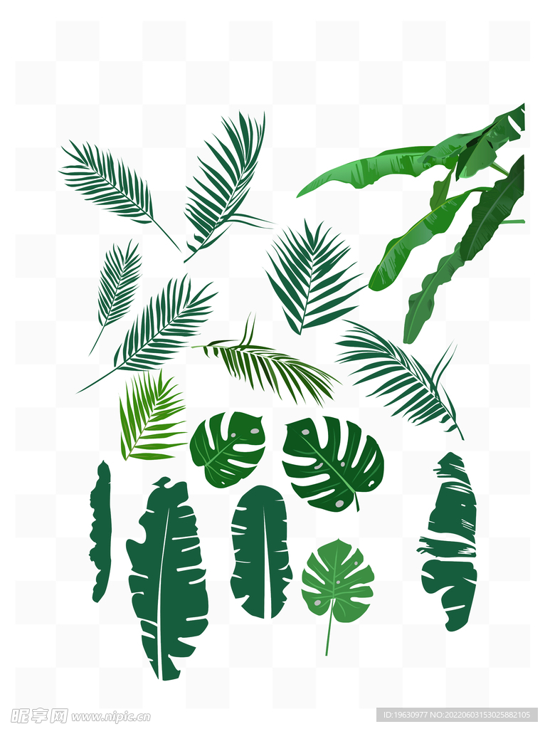 绿色植物