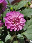  地瓜 花