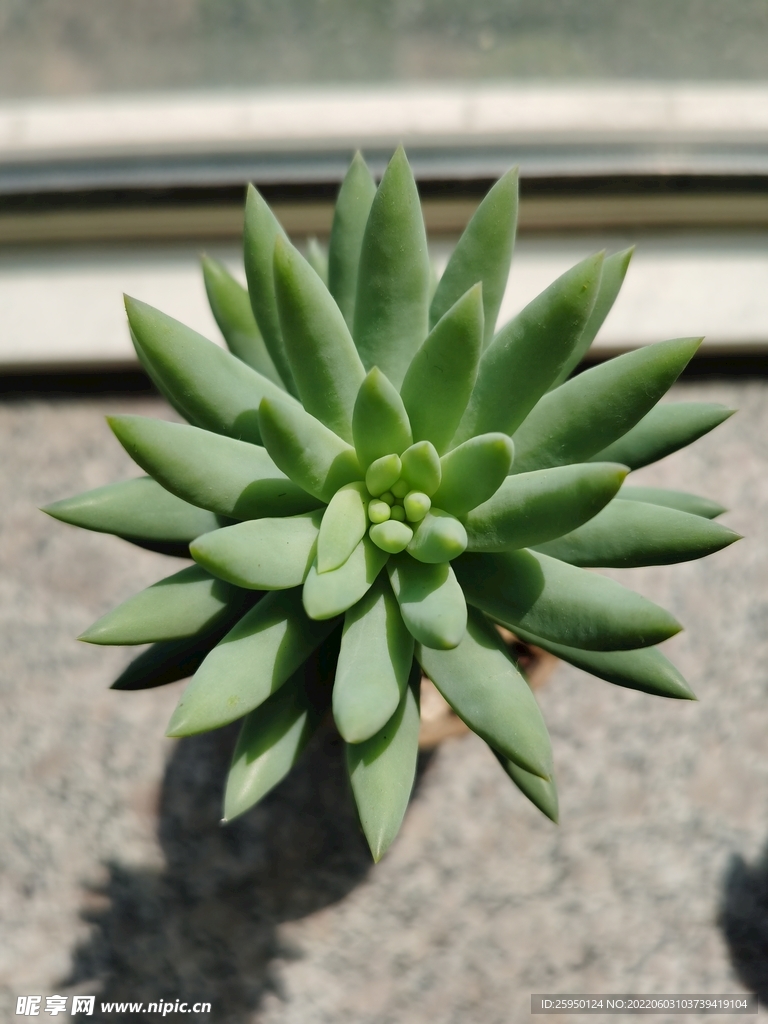 多肉花