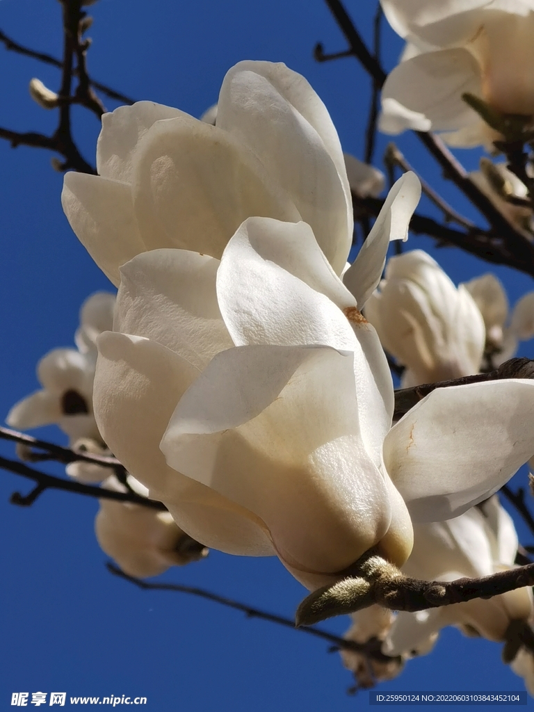 玉兰花 