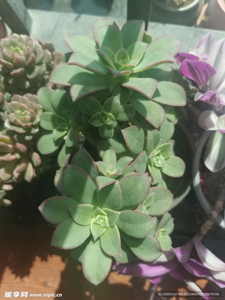 多肉花