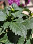 天竺牡丹