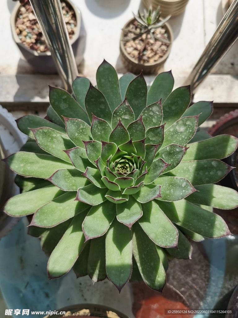 多肉花
