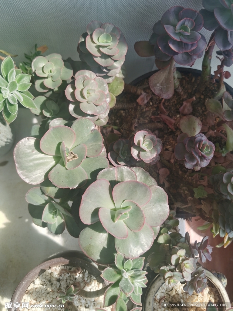 多肉花
