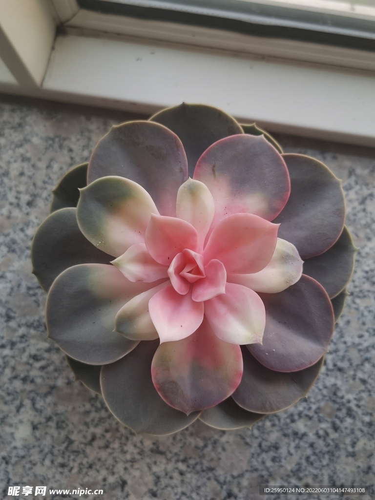 多肉花