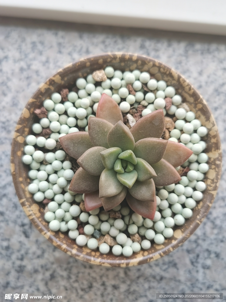 多肉花