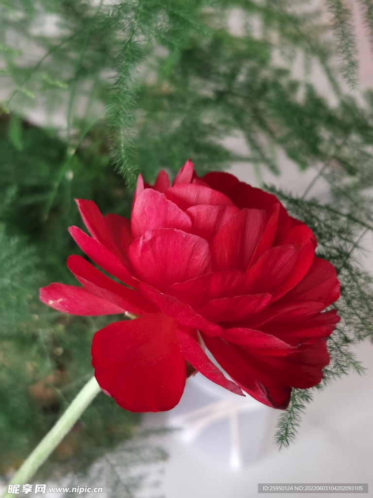 芹叶牡丹