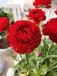 芹叶牡丹
