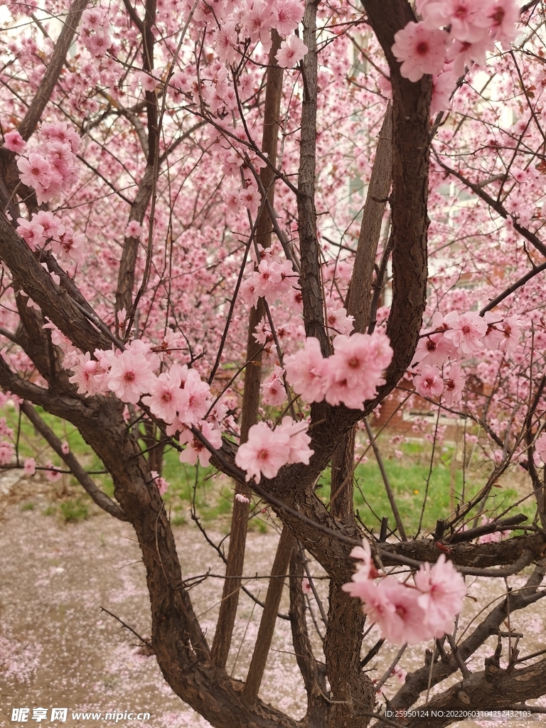 梅花
