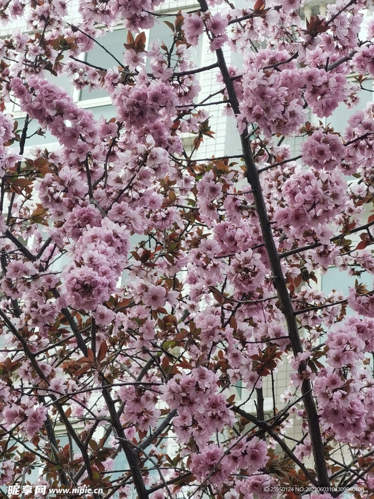 梅花