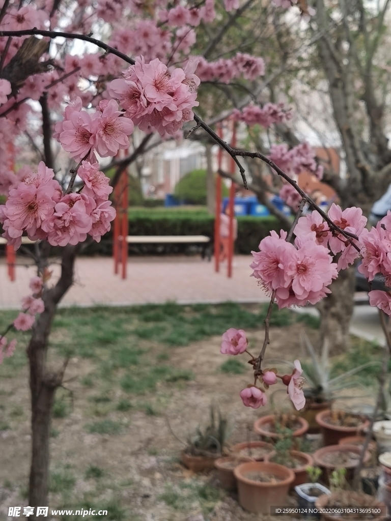 梅花