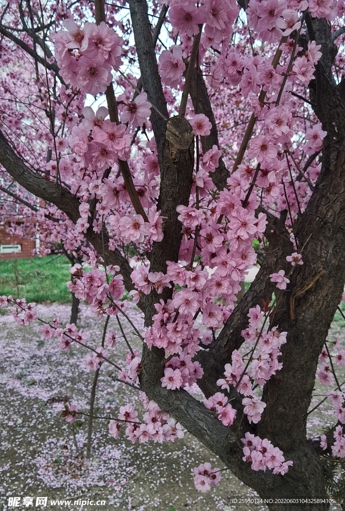 梅花