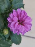 地瓜 花