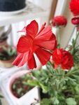 芹叶牡丹