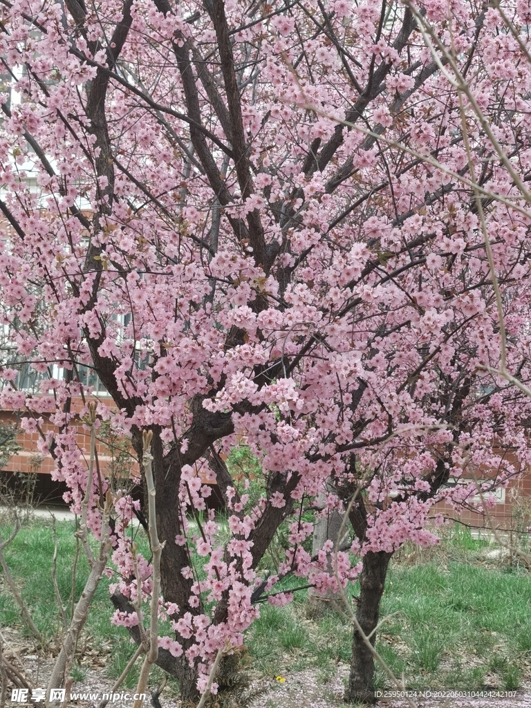 梅花