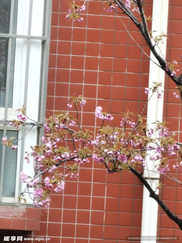 樱花