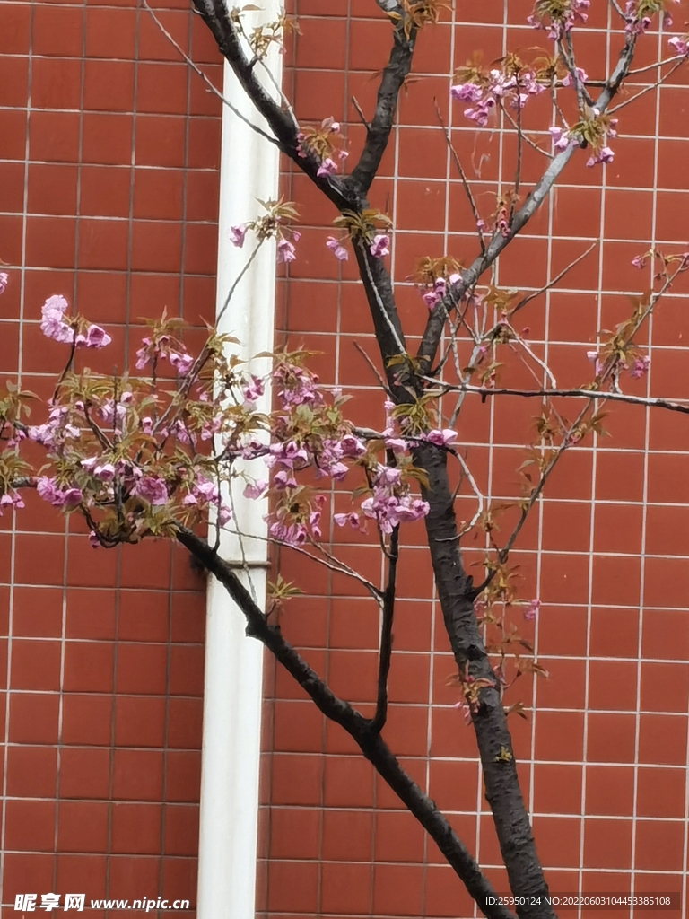 樱花