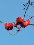 梅花