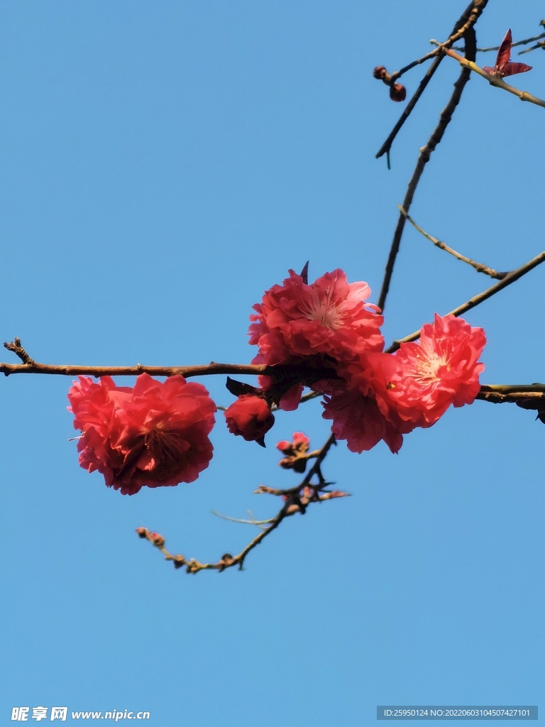 梅花