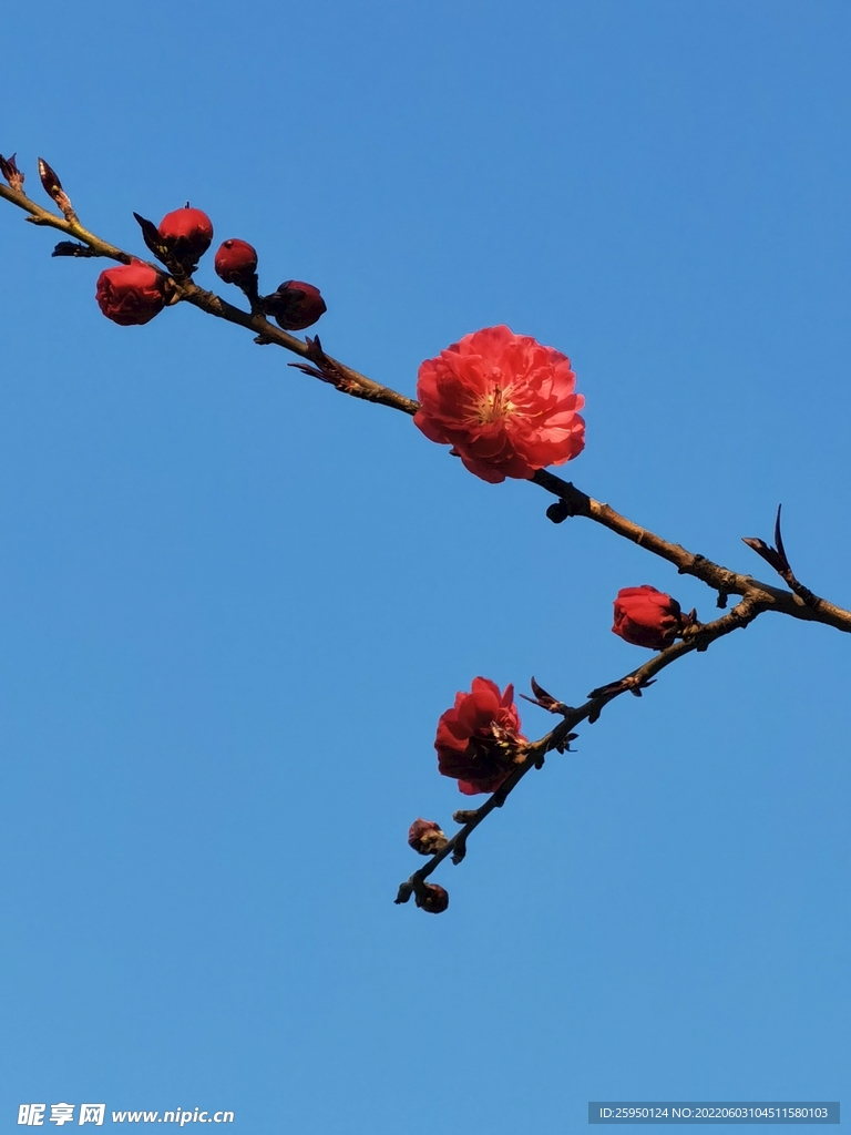 梅花