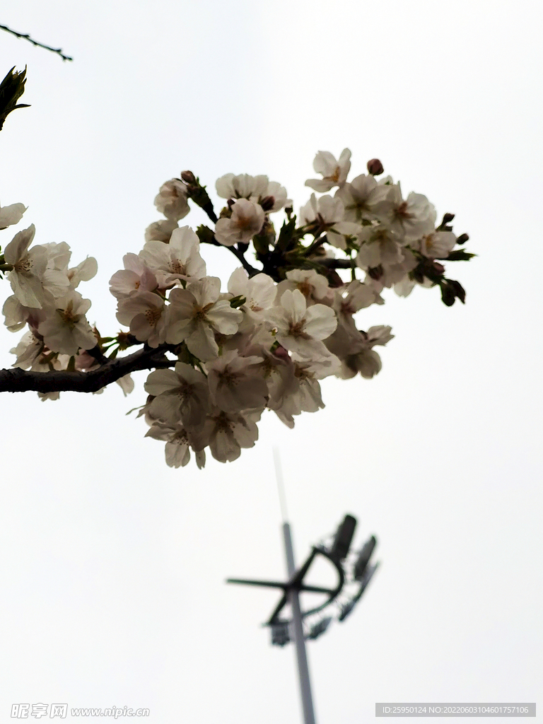 樱花