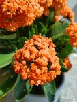 长寿花 