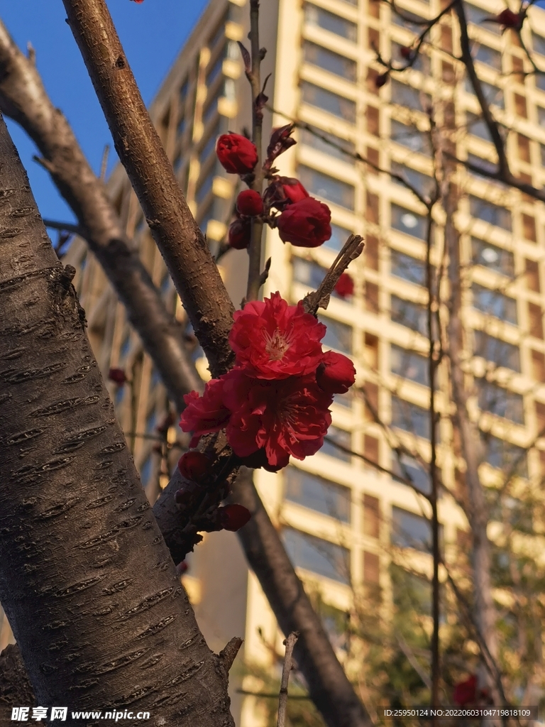 梅花
