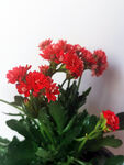 长寿花