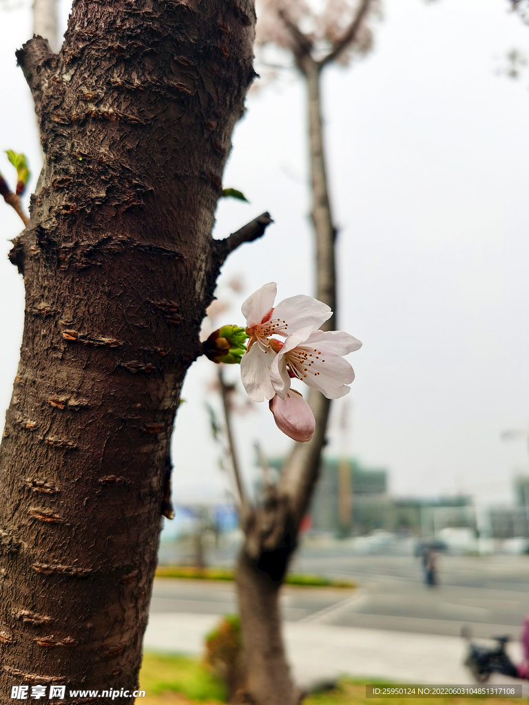 梅花