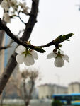 梅花